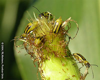 Silk clippng by insects