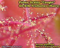 Pollen Grains "Caught" On Silk Trichomes (Hairs)