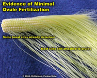 Evidence of minimal ovule fertilization