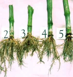 Root ratings of 2-5 on the old scale, 0.1-2 on the new scale