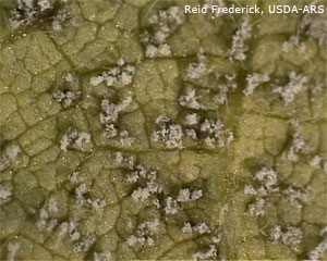 Magnified soybean rust spores