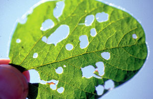 Bean leaf beetle defoliation