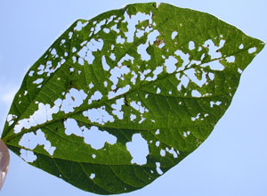 Japanese beetle defoliation