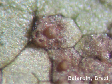 Volcano/cone shaped pustules before sporulation