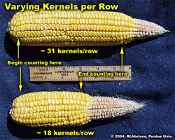 Varying kernels per row.