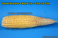 Kernel Abortion + Blank Tip = Poor Ear Size