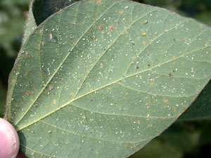 Leaflet covered with soybean aphid white dwarfs