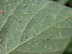 Close-up of soybean aphid white dwarfs