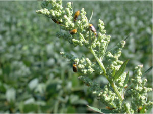 Rootworm veetles are attracted to flowering weeds.