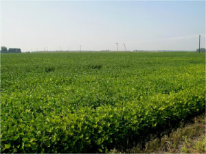 Symptoms of SCN in a field planted with a resistant cultivar.