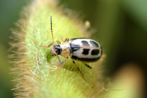 Bean leaf beetle pod scarring