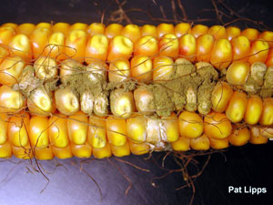 Aspergillus ear rot