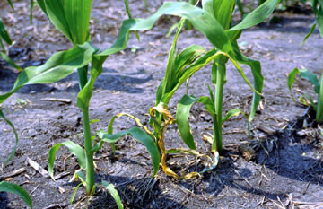 Stewart's wilt in seed corn