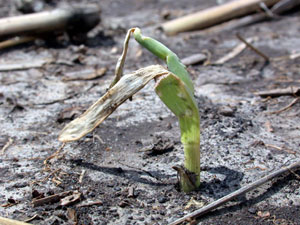 Frost damaged corn