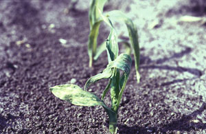 Corn flea beetle severe feeding