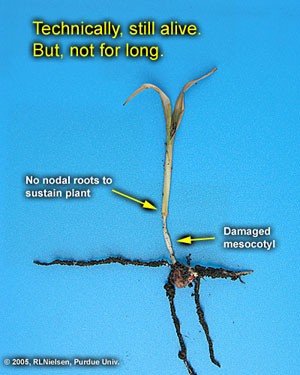 Technically still alive. But, not for long