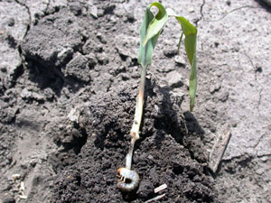 Grub damaged mescocotyl