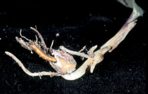 Wireworm damaged seedling