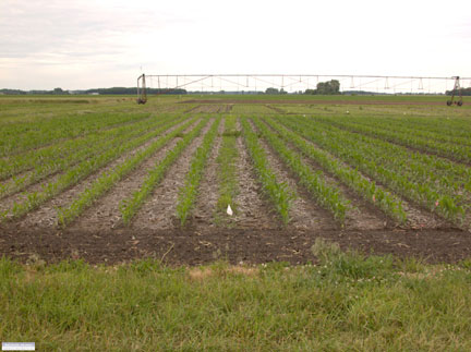 No-till