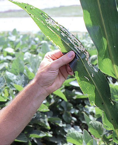 Rootworm beetle leaf feeding