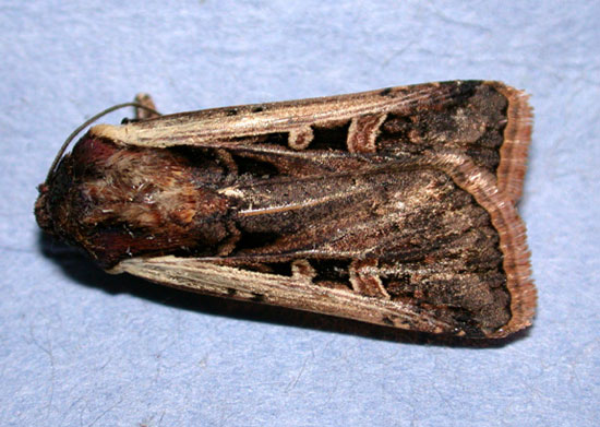 Indiana's first western bean cutworm