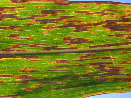 Gray leaf spot