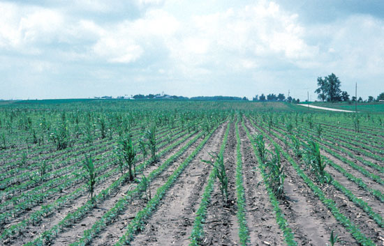 Succotash or volunteer corn certainly attract rootworm beetles.