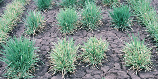 Differences in resistance to wheat spindle streak mosaic virus and Soilborne wheat mosaic virus.