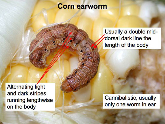 Corn earworm