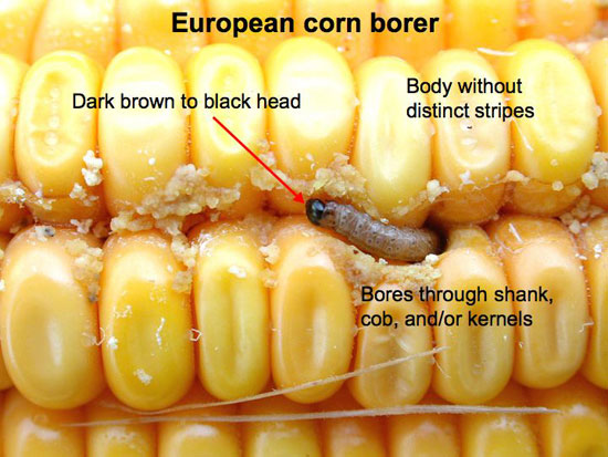 European corn borer