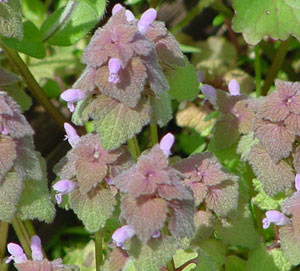 Purple deadnettle