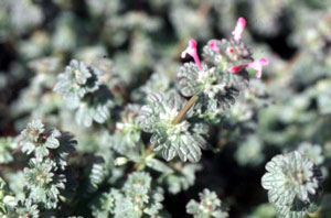 Henbit