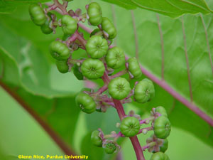 Pokeweed