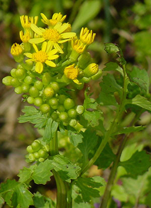 Cress leaf groundsel