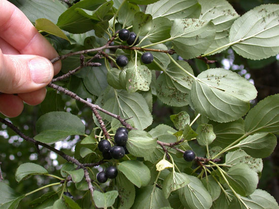 Winged and nymph soybean aphid on buckthorn leaves