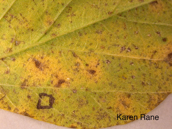 Soybean leaflet with one Asian soybean rust pustule