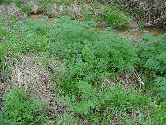 Poison hemlock rosettes. Taken in the early spring. (Image source: Glenn Nice, Purdue University) 