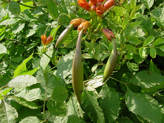 Japanese beetles feeding on trumpet creeper. (Photo source: Glenn Nice, Purdue University)