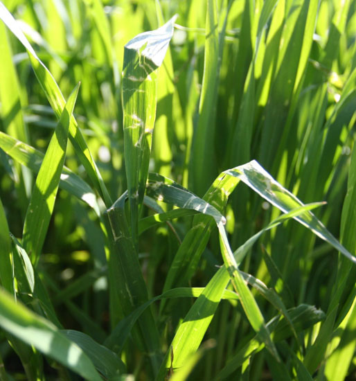 Figure 1. Hail leaf damamge (shredding) to wheat