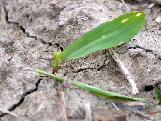 Early cutting from 4th black cutworm instar larva, May 10, Tippecanoe County