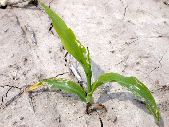 Early feeding: armyworm upper leaves, corn flea beetle lowere leaves