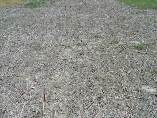 Figure 5. Fall application of glyphosate + 2,4-D + Canopy EX. Taken May 6, 2006.