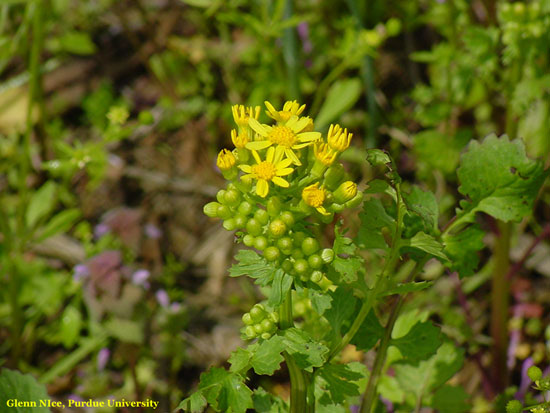 Figure 2. Flowinger cressleaf groundsel (Photo by Glenn Nice)