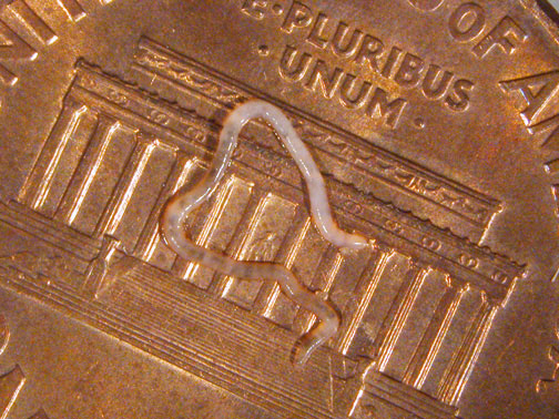 Potworm on a penny