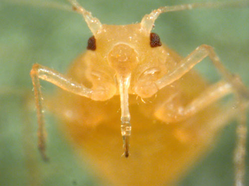 soybean aphid