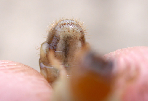 raster pattern of Japanese beetle grub