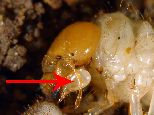 asiatic garden beetle grub