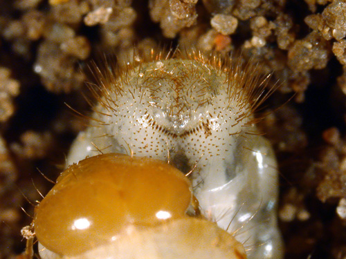 raster pattern of asiatic garden beetle grub