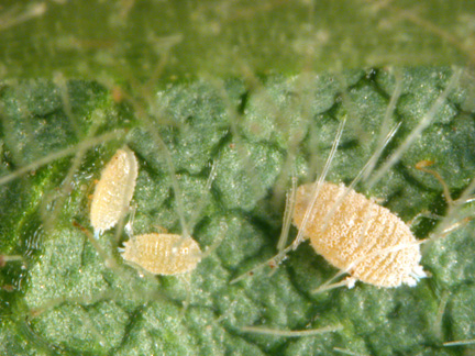 mealybugs 