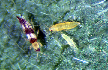 soybean thrips adult and nymphs